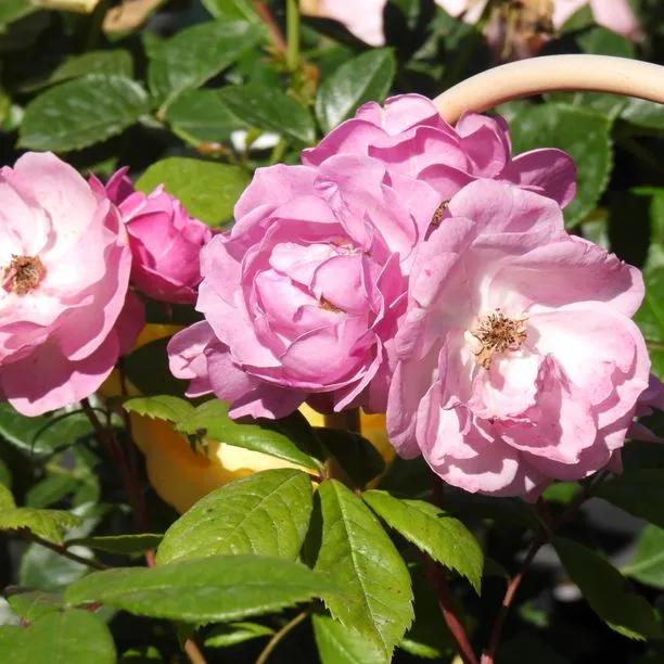 Lilac Bouquet Climbing Rose (Rosa Lilac Bouquet) 1